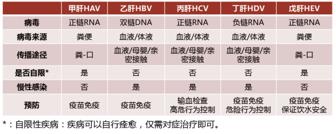 肝炎知識(shí)科普